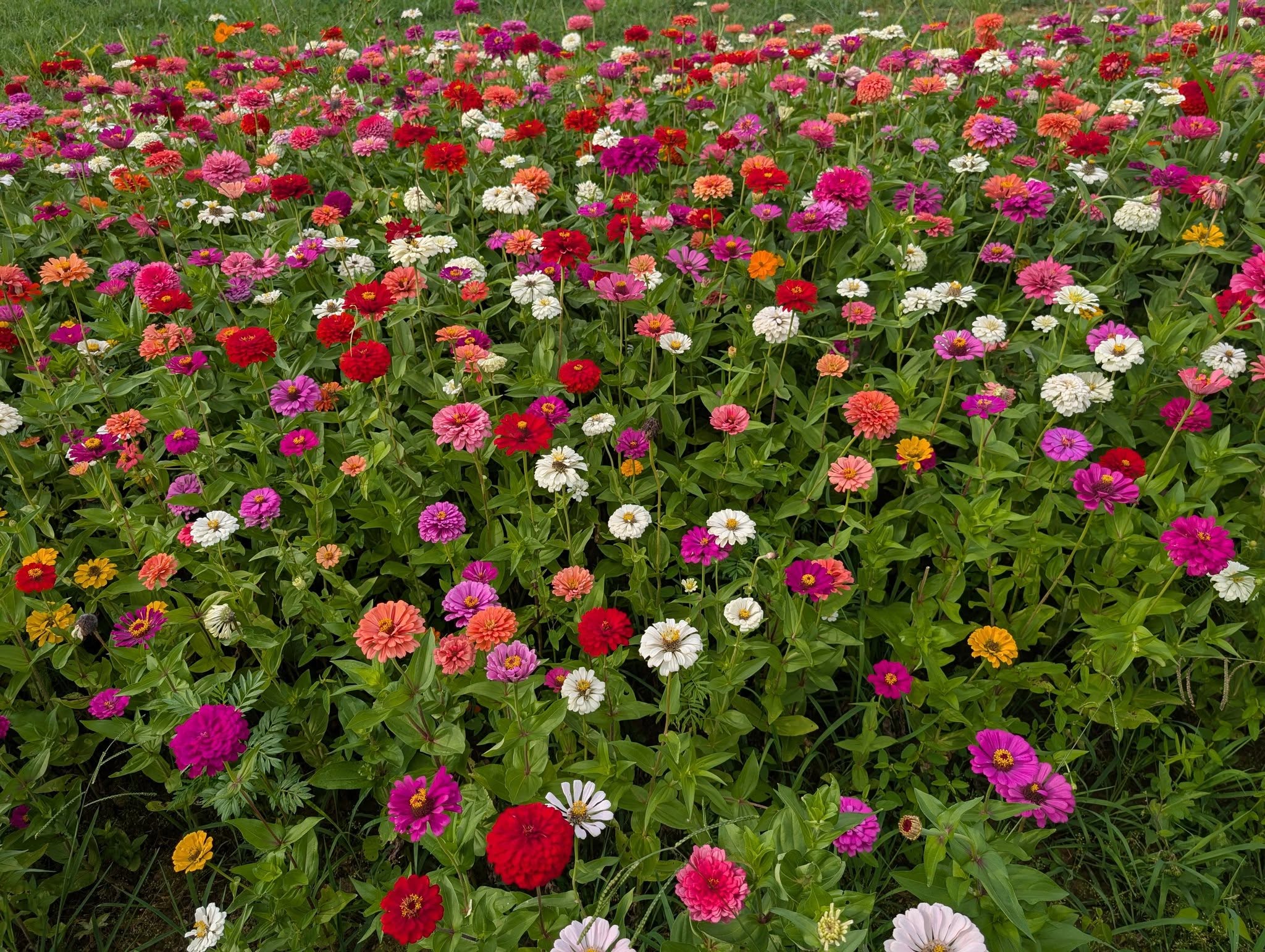 Venue gardens